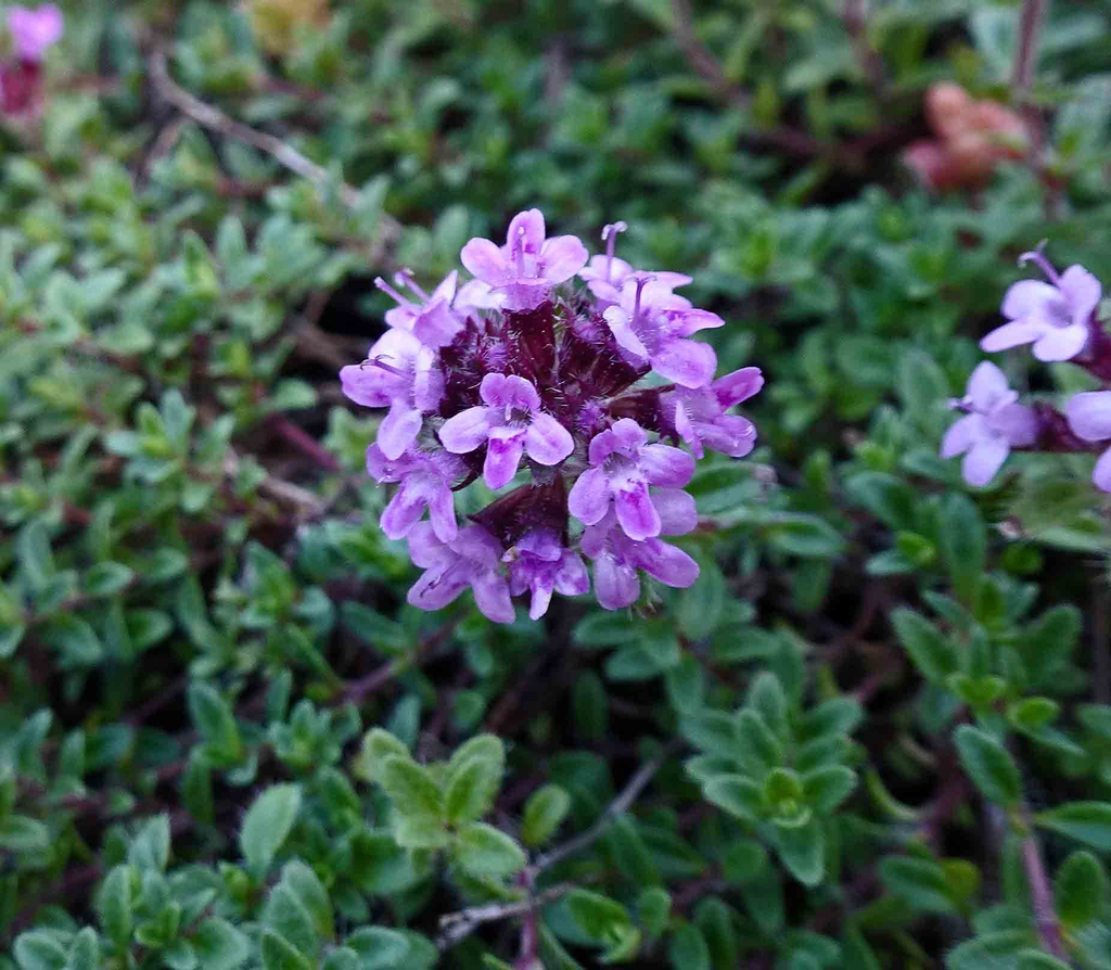 Form