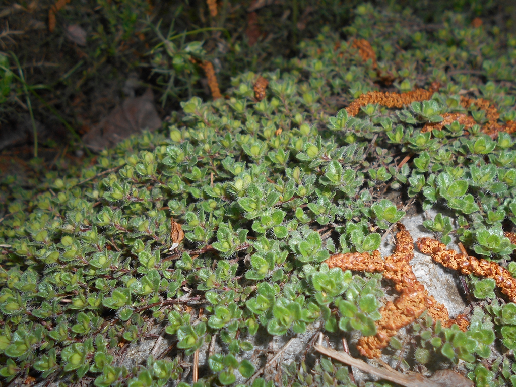 Form