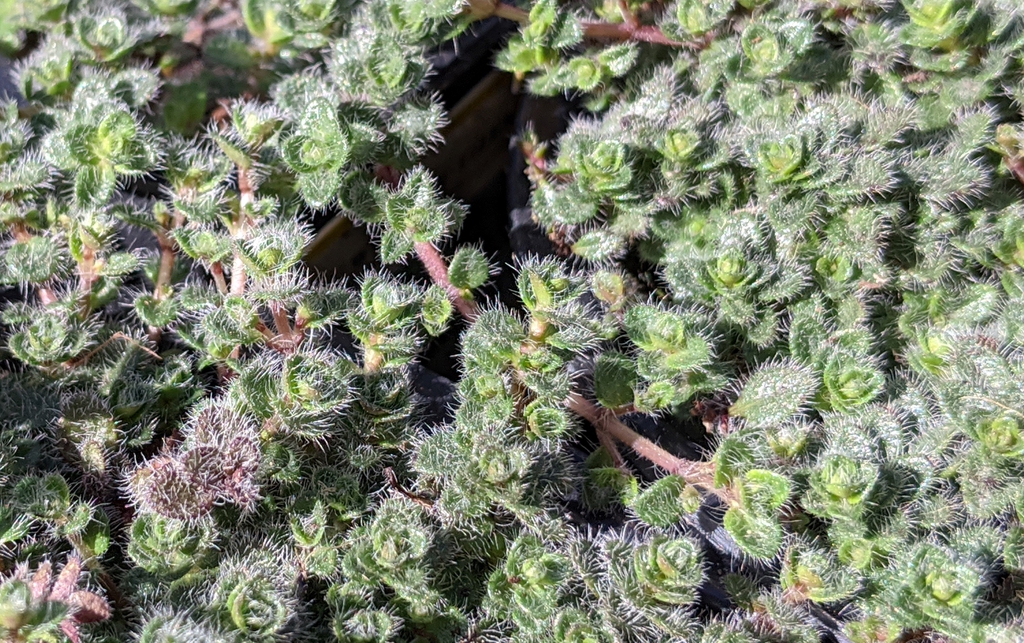 Thymus pseudolanuginosus