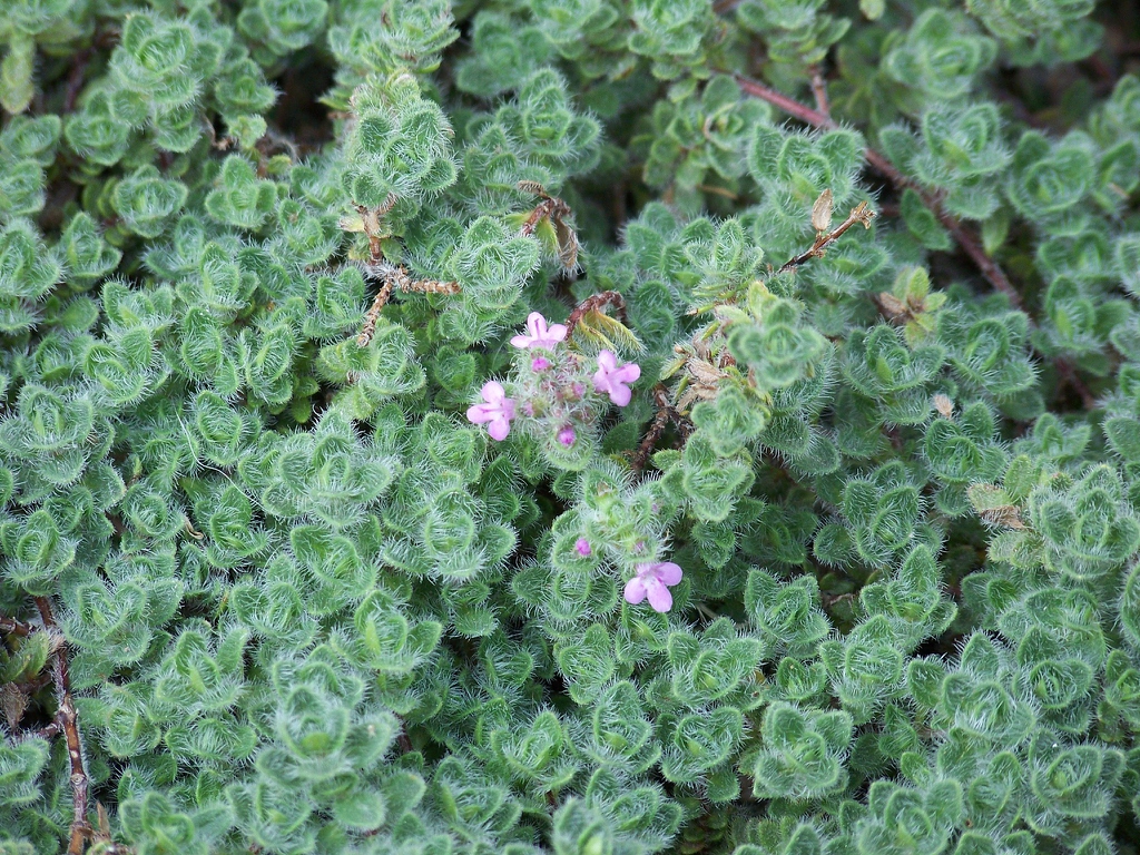 Wooly leaves