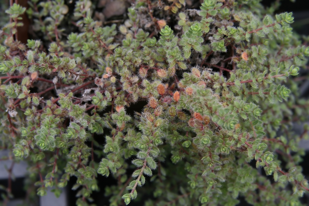 Form