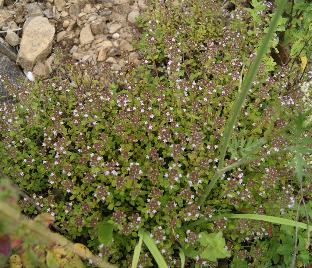 Form