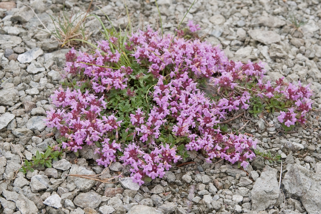 Thymus quinquecostatus