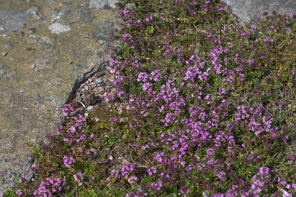 Form