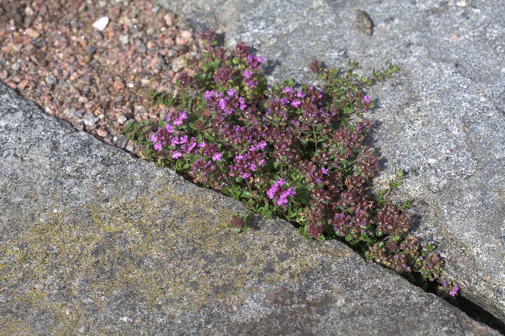 Growing in cracks