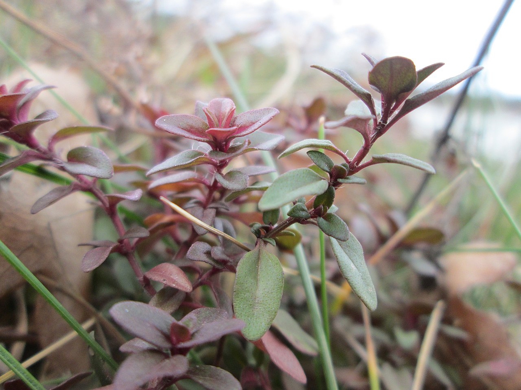 Leaves
