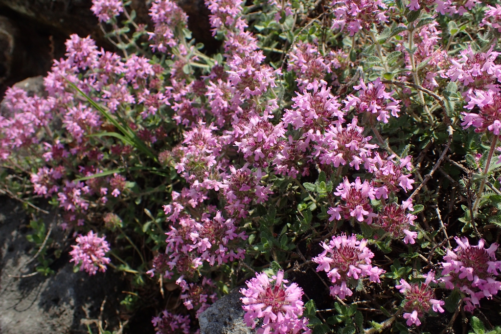 Form