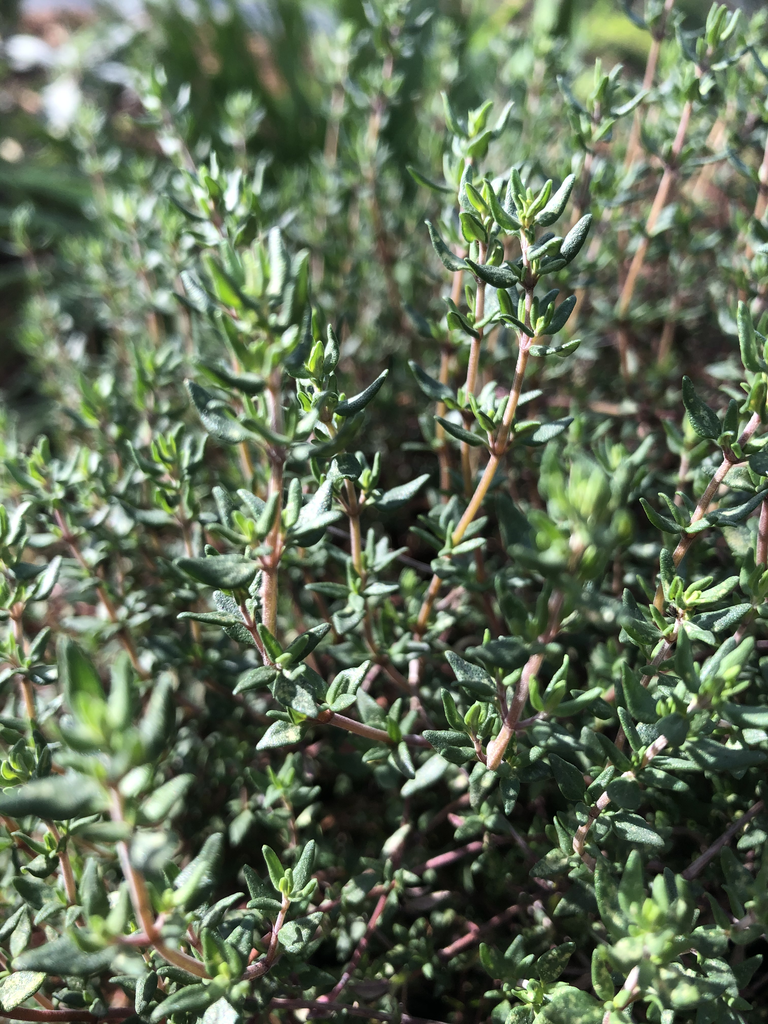 Thymus vulgaris
