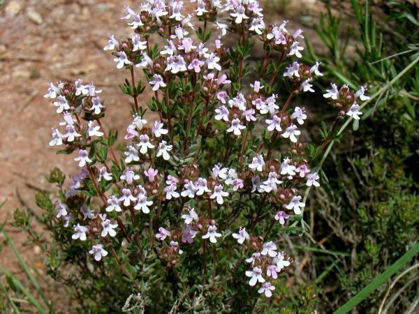 Thymus vulgaris