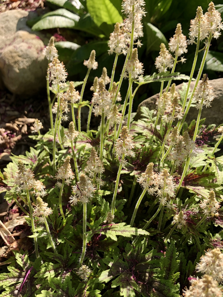 Tiarella cordifolia 'Cutting Edge'