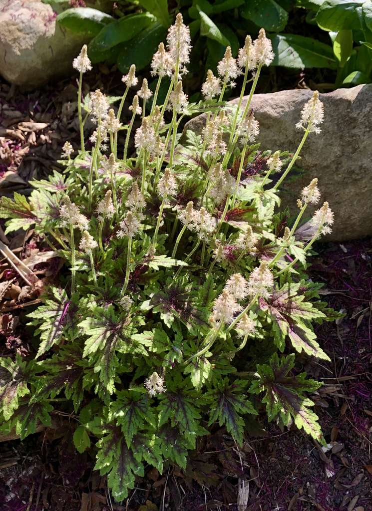 Leaves with a central red blotch; flowers slightly pinkish