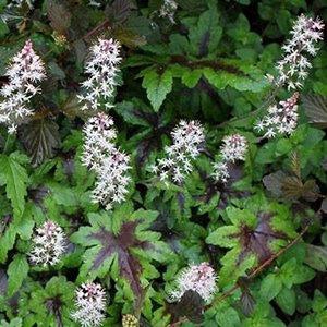 Tiarella cordifolia