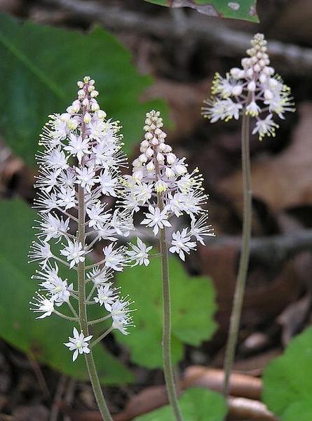 Erect racemes of small, white flowers with exserted stamens.