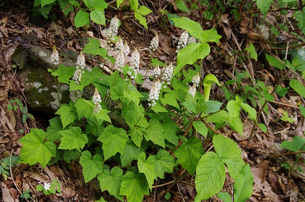 Tiarella cordifolia
