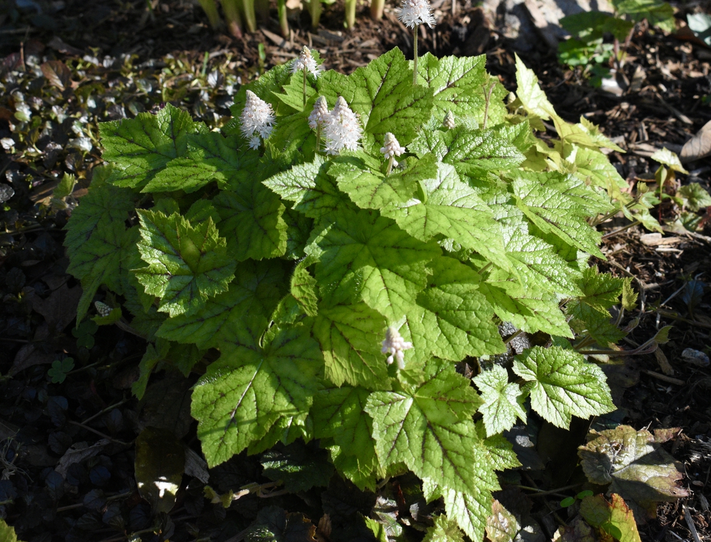 Compact clump of green leaves with red veins. Flowers white