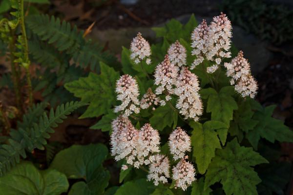 Erect racemes of white flower (pinkish in bud) above foliage