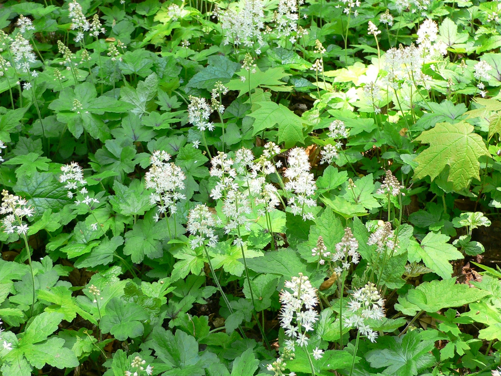 Erect racemes of white flowers overtopping green, lobed leaves.