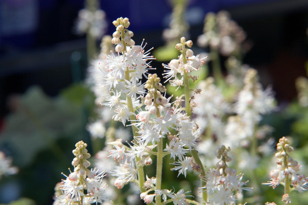Erect racemes of small, white flowers with exserted stamens.