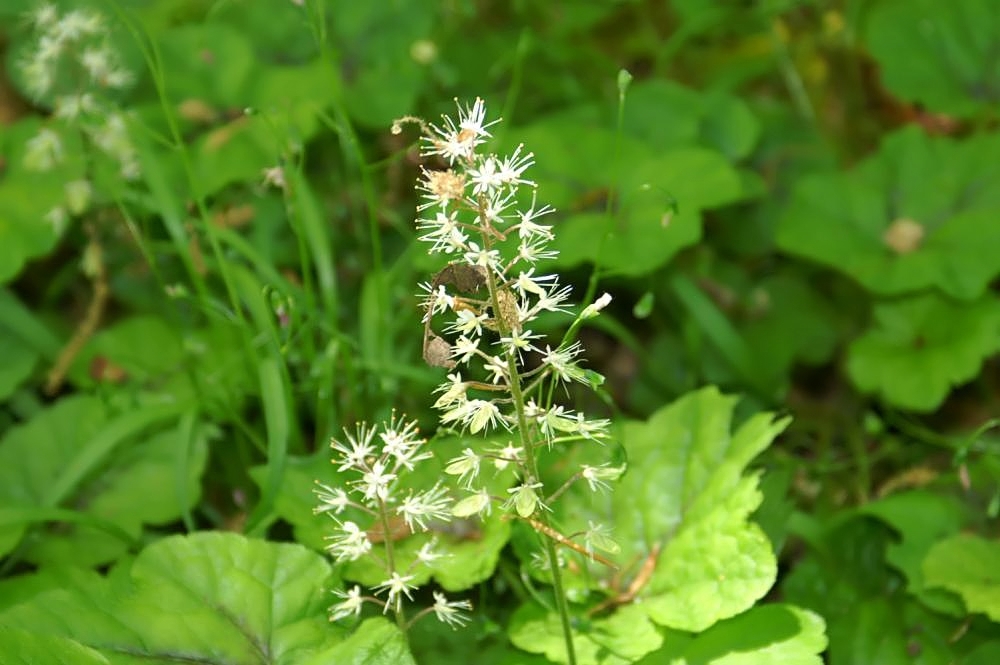 Erect racemes of small white flowers with exserted stamens.