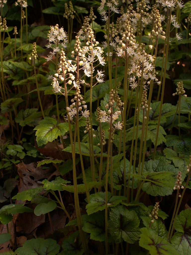 Tiarella cordifolia