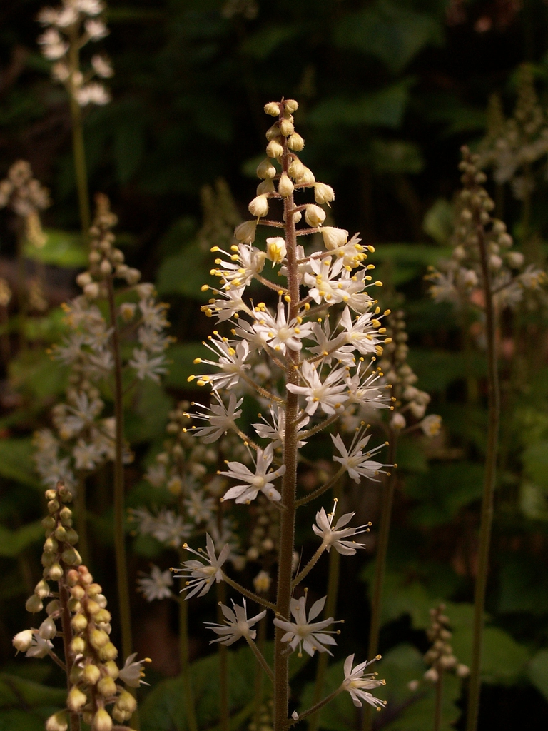Tiarella cordifolia