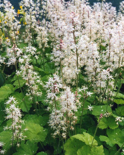 Mass planting with many erect racemes of white flowers.
