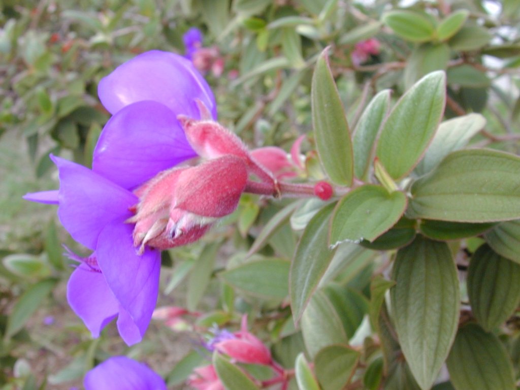 Form