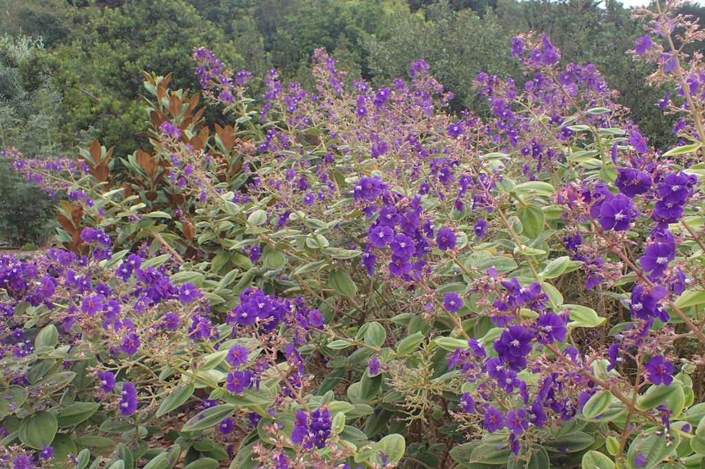 Tibouchina urvilleana
