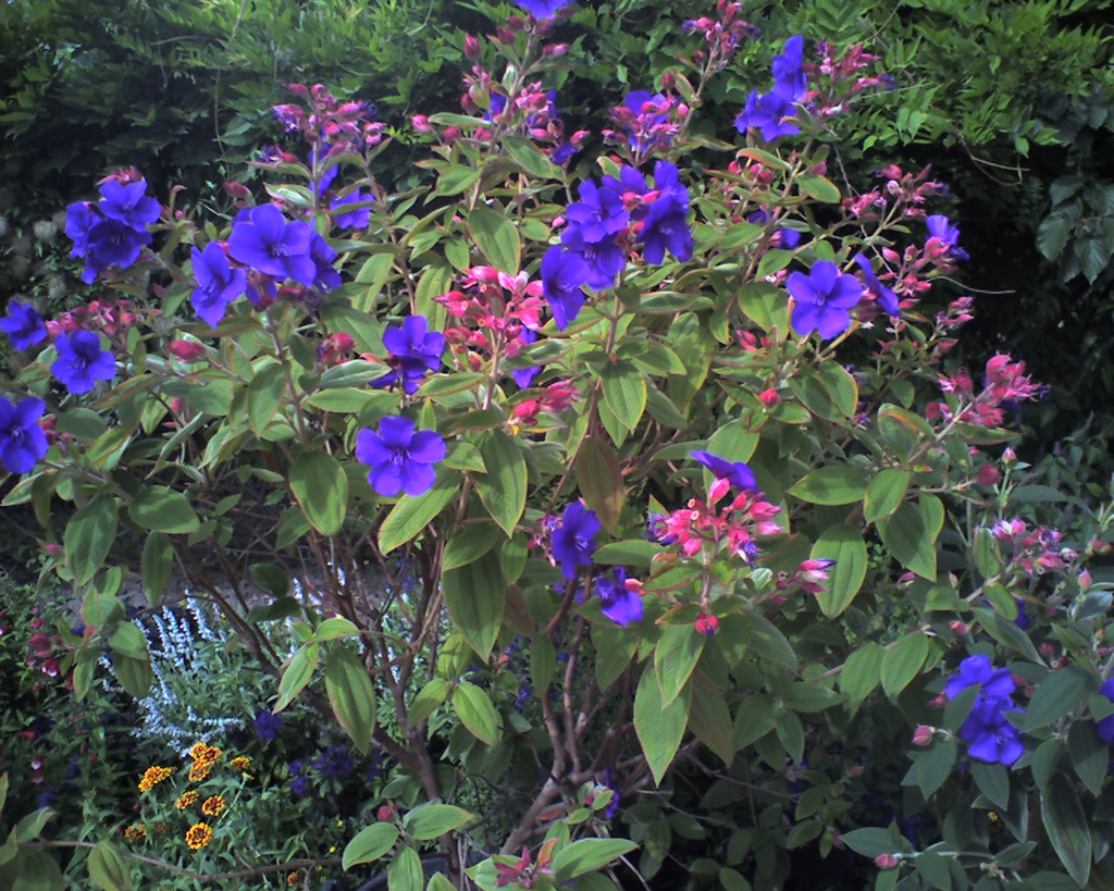 Tibouchina urvilleana