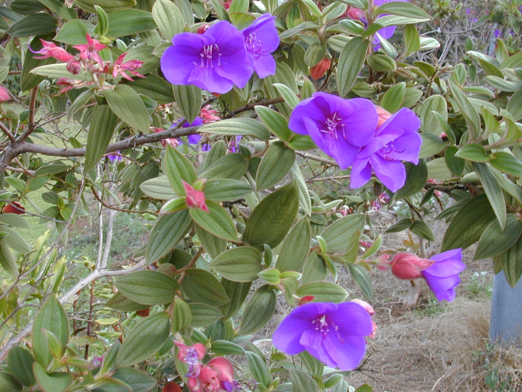 Tibouchina urvilleana