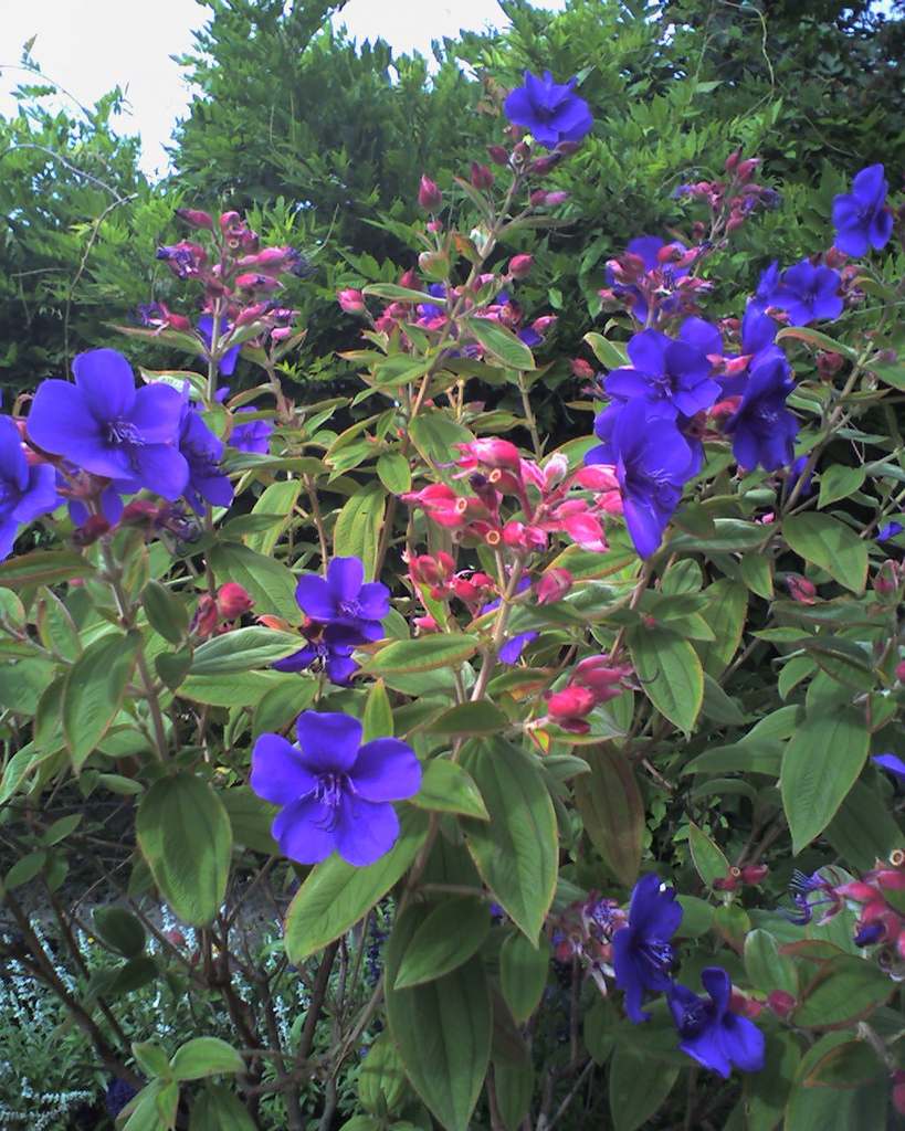 Tibouchina urvilleana