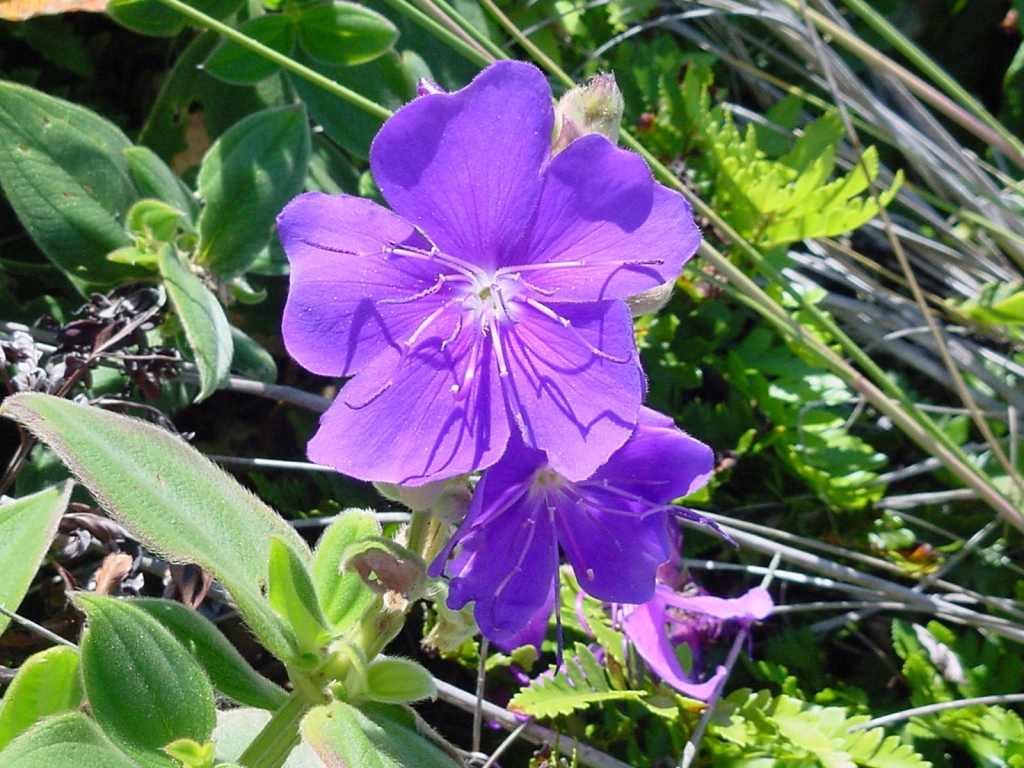 Flowers