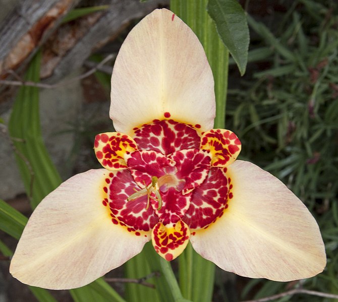 Tigridia pavonia