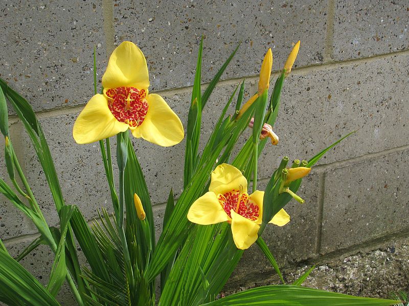 Tigridia pavonia