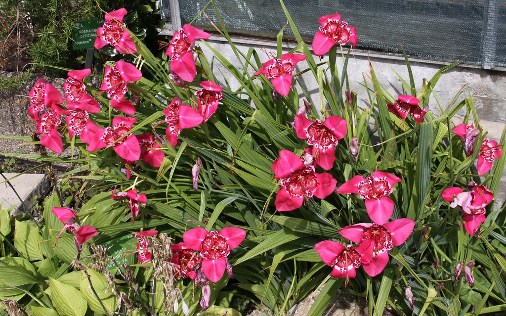 Tigridia pavonia