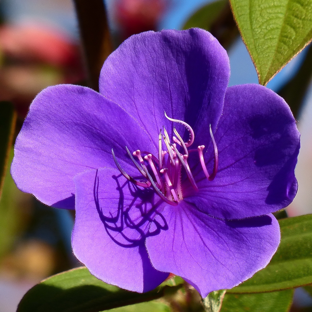 Tibouchina urvilleana
