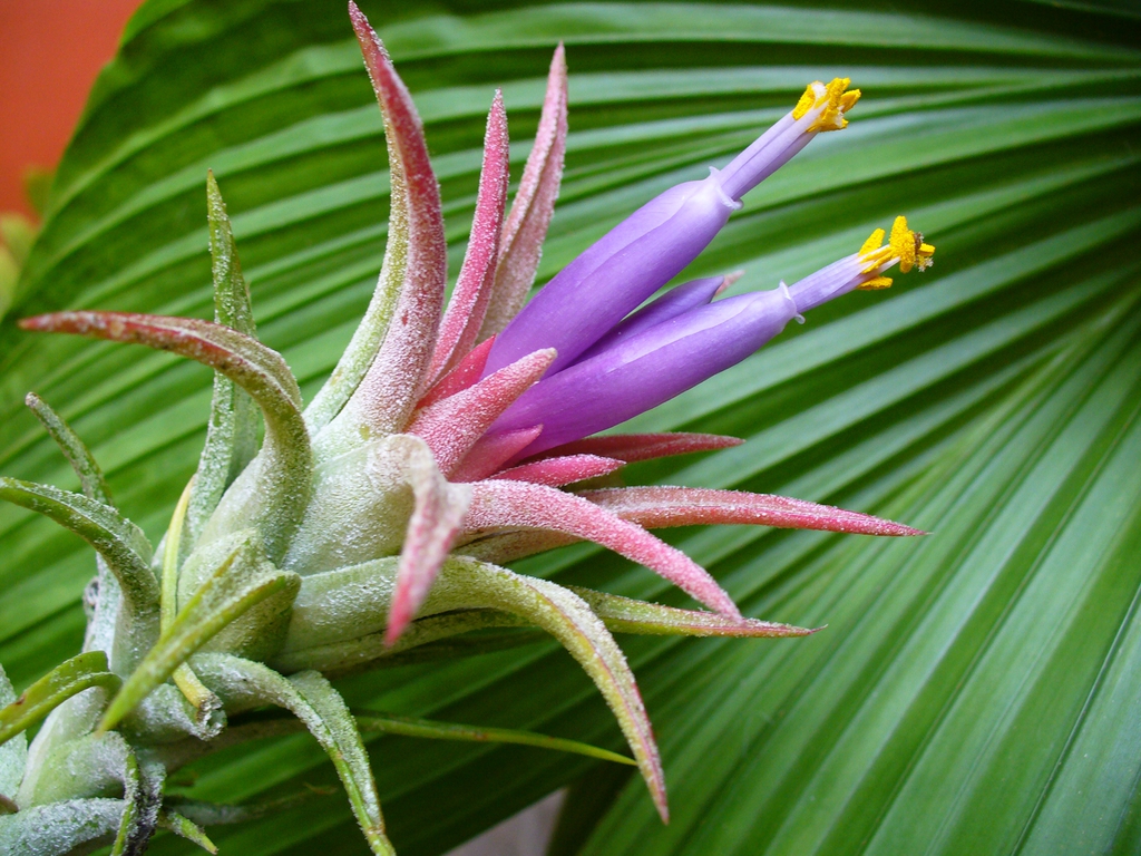 Close up of flower