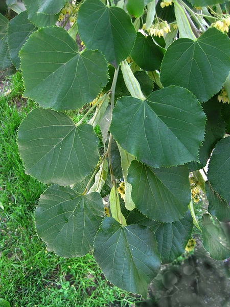 Tilia americana