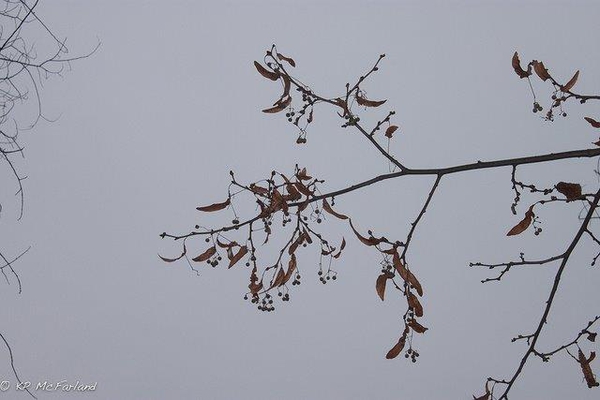 Tilia americana