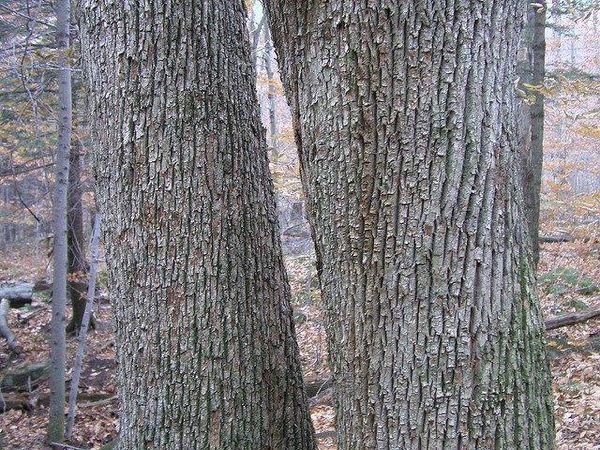 Tilia americana