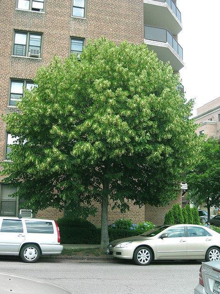 Tilia americana