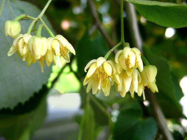 Tilia americana
