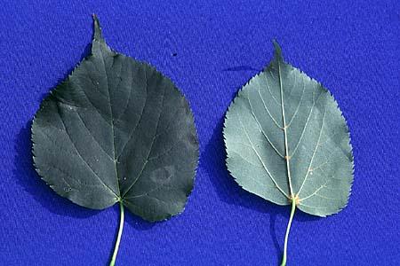 Tilia cordata