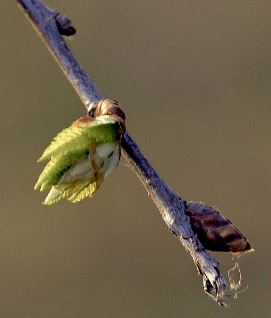 The terminal bud is bursting open . the outer bud scales at base