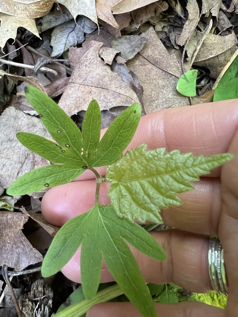 Pair of many-lobed cotyledons and a new true leaf.