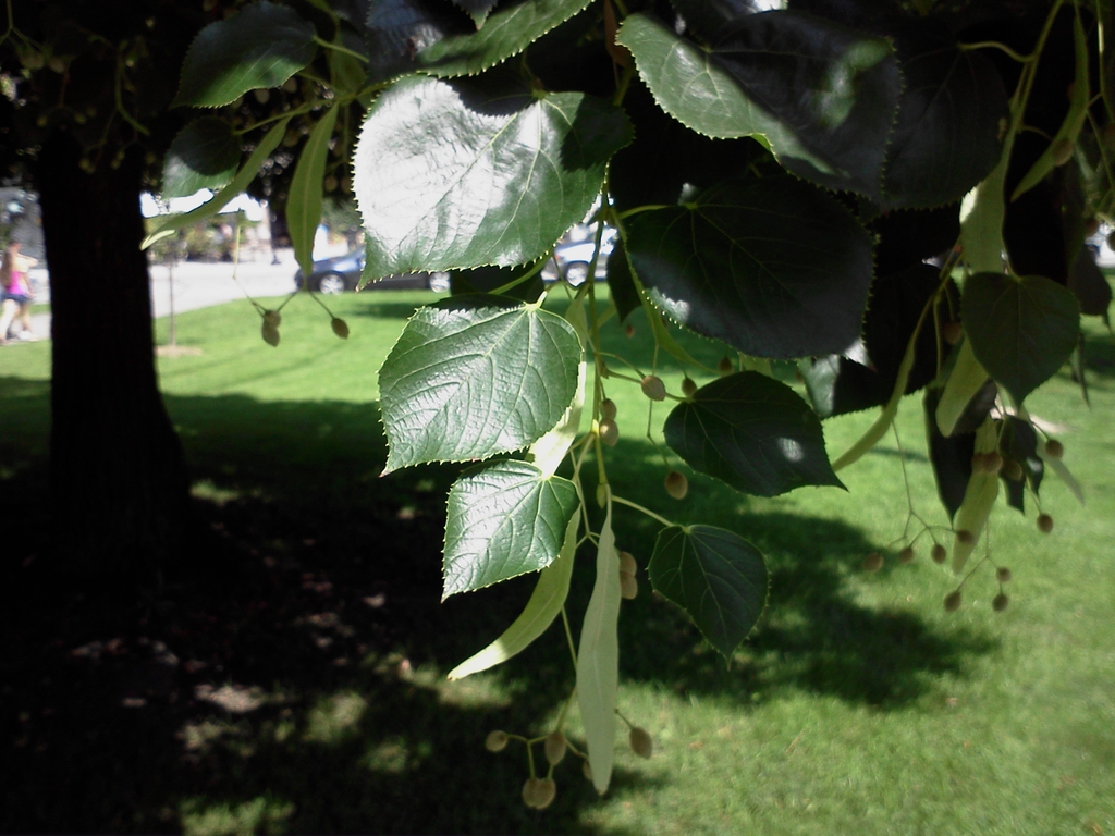 Leaves