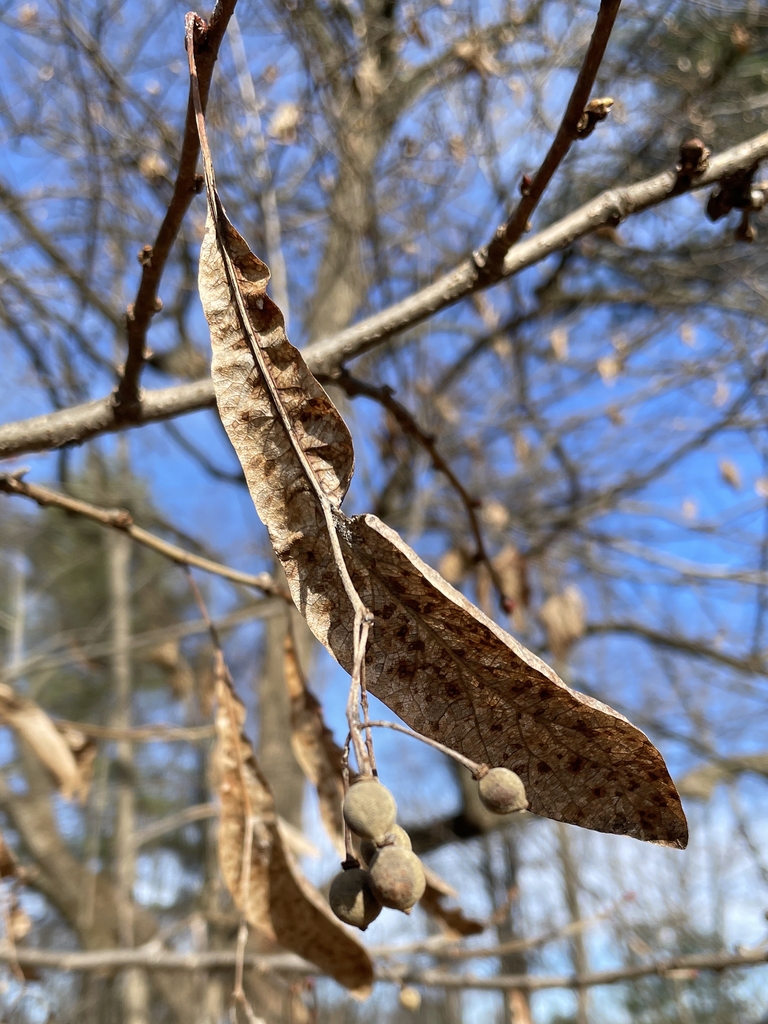 Dried brown drupes hanging from stalk with a fused bract.