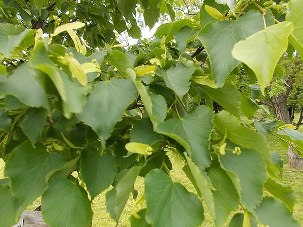 Tilia cordata