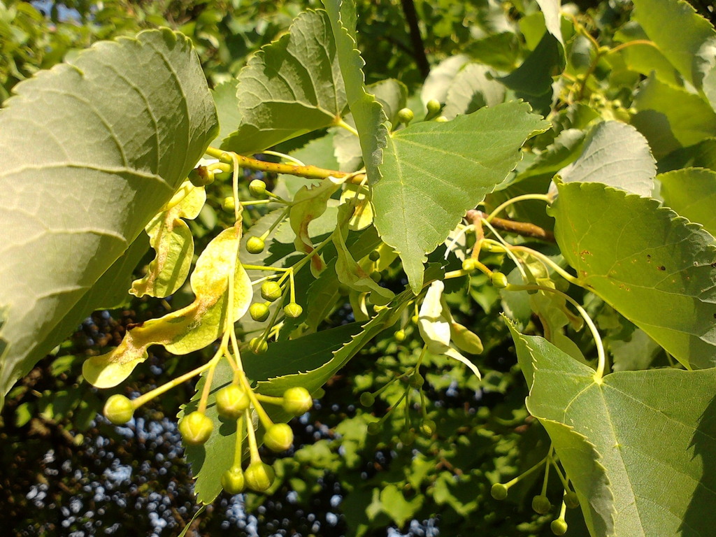 Form