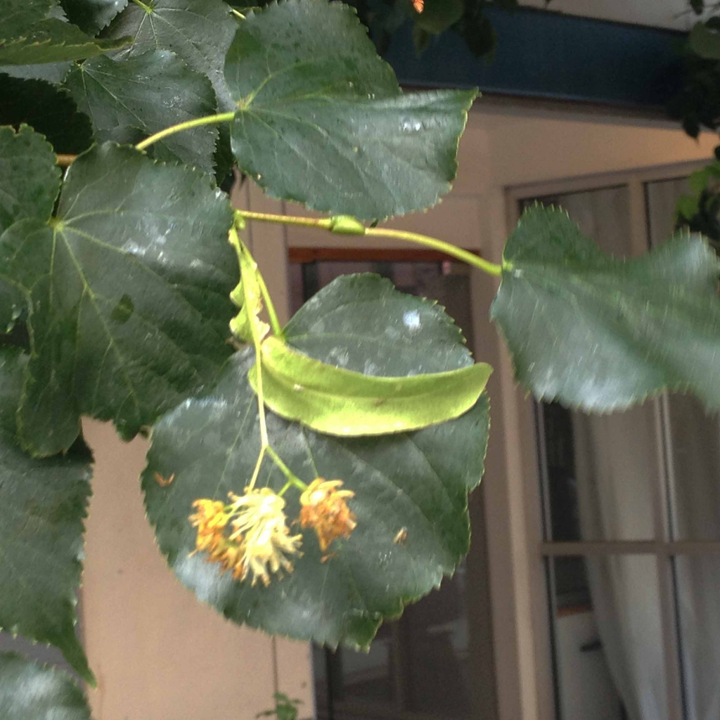 Tilia cordata